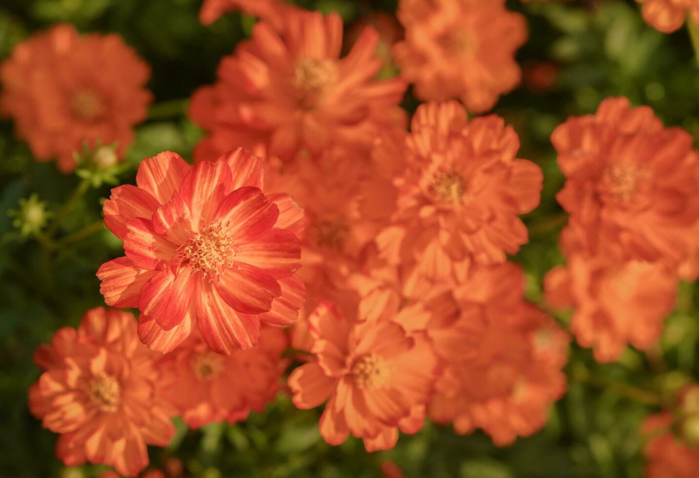 levande orange kosmos blommor i trädgård, topp se foto