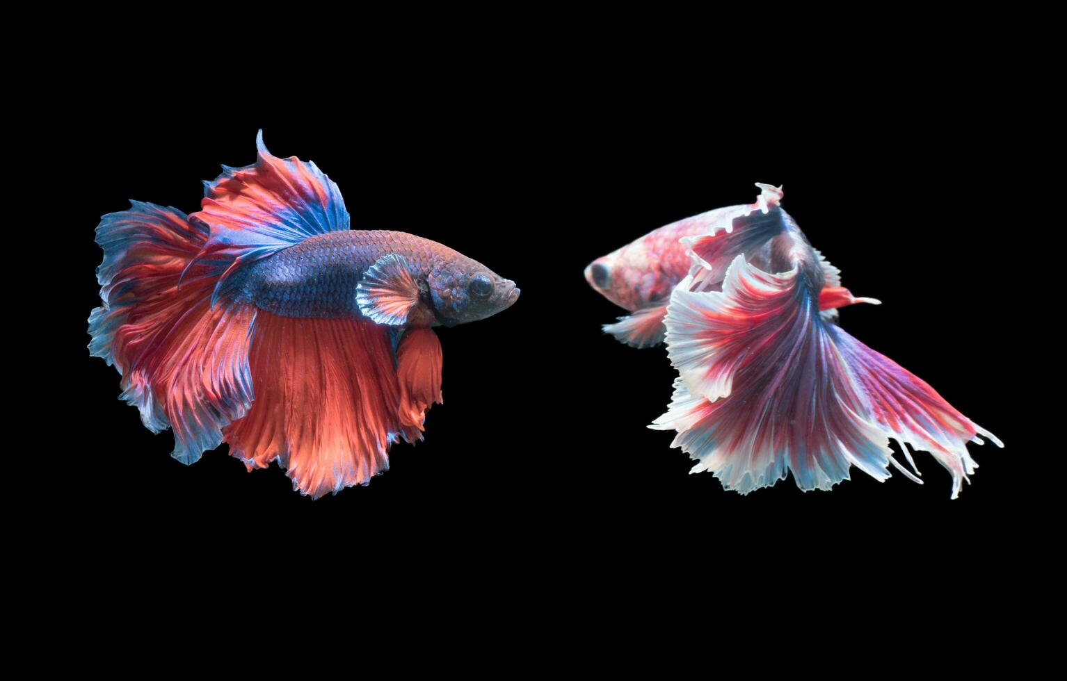 känsla av 2 siamese stridande fisk foto