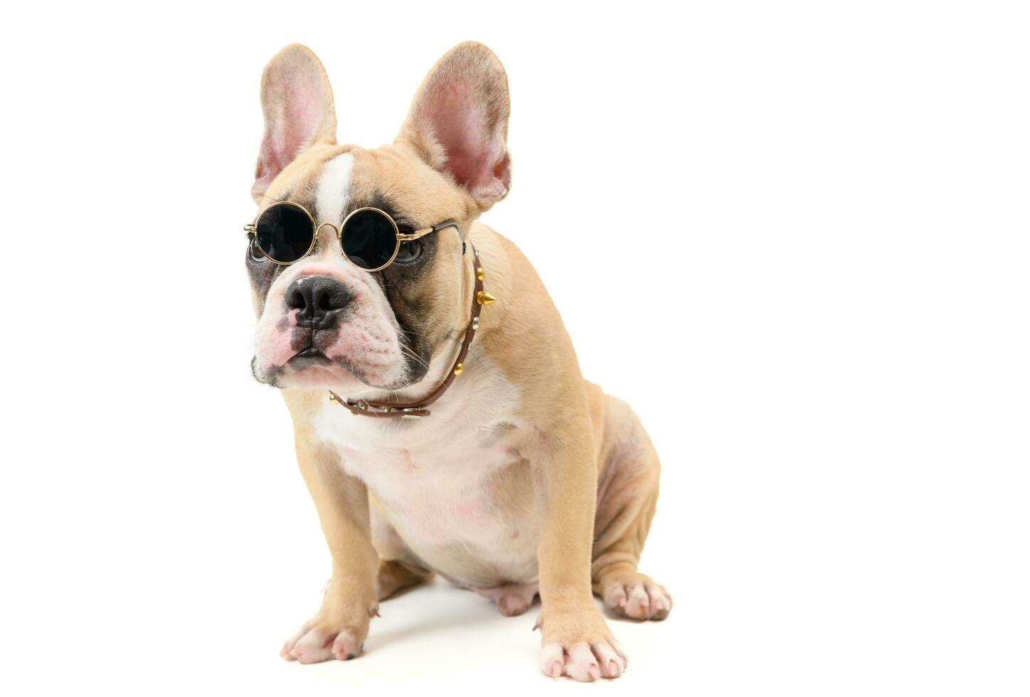 söt franska bulldogg ha på sig glasögon och Sammanträde foto