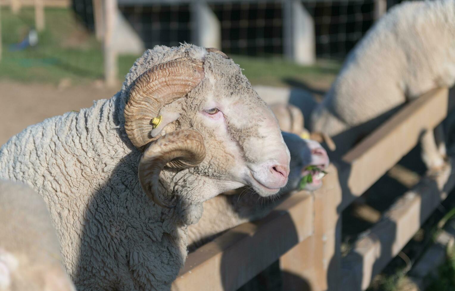 stor horn baggar eller arles merino får foto