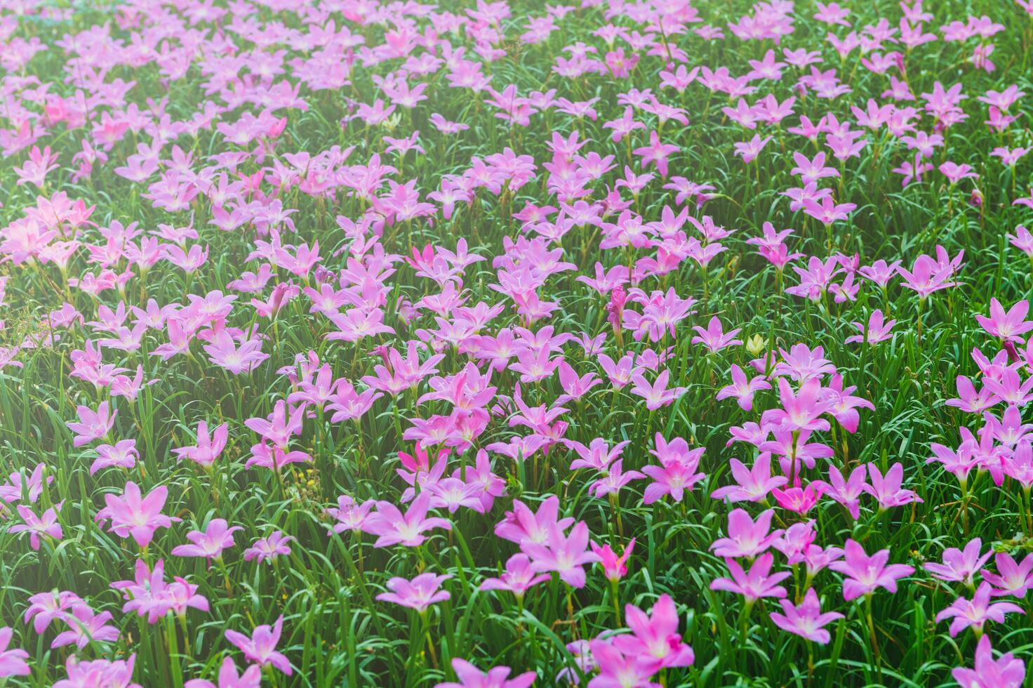 zephyranthes grandiflora rosa blommor eller fe- lilja foto