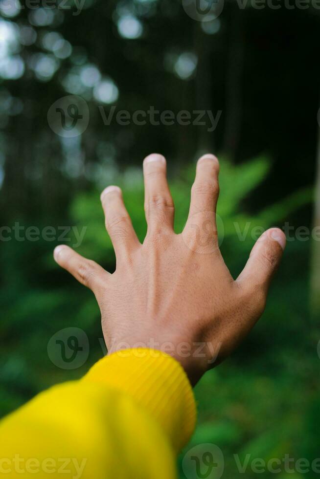 explorer manlig hand i en grön regnig skog. foto