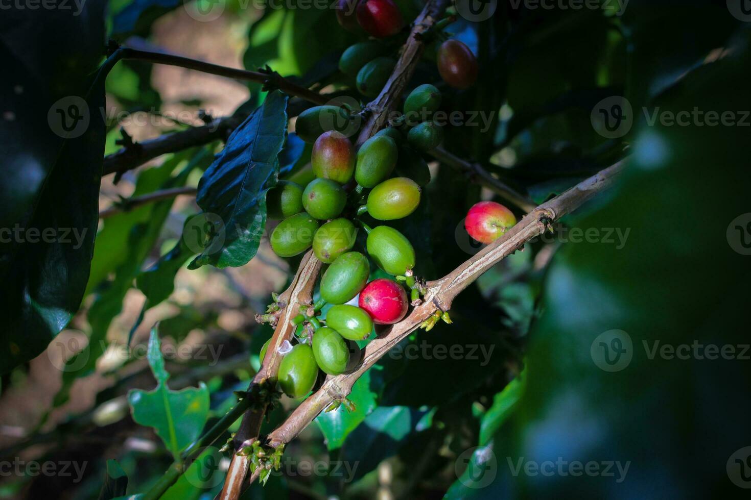 färsk kaffe bönor på träd i indonesien kaffe plantage. foto