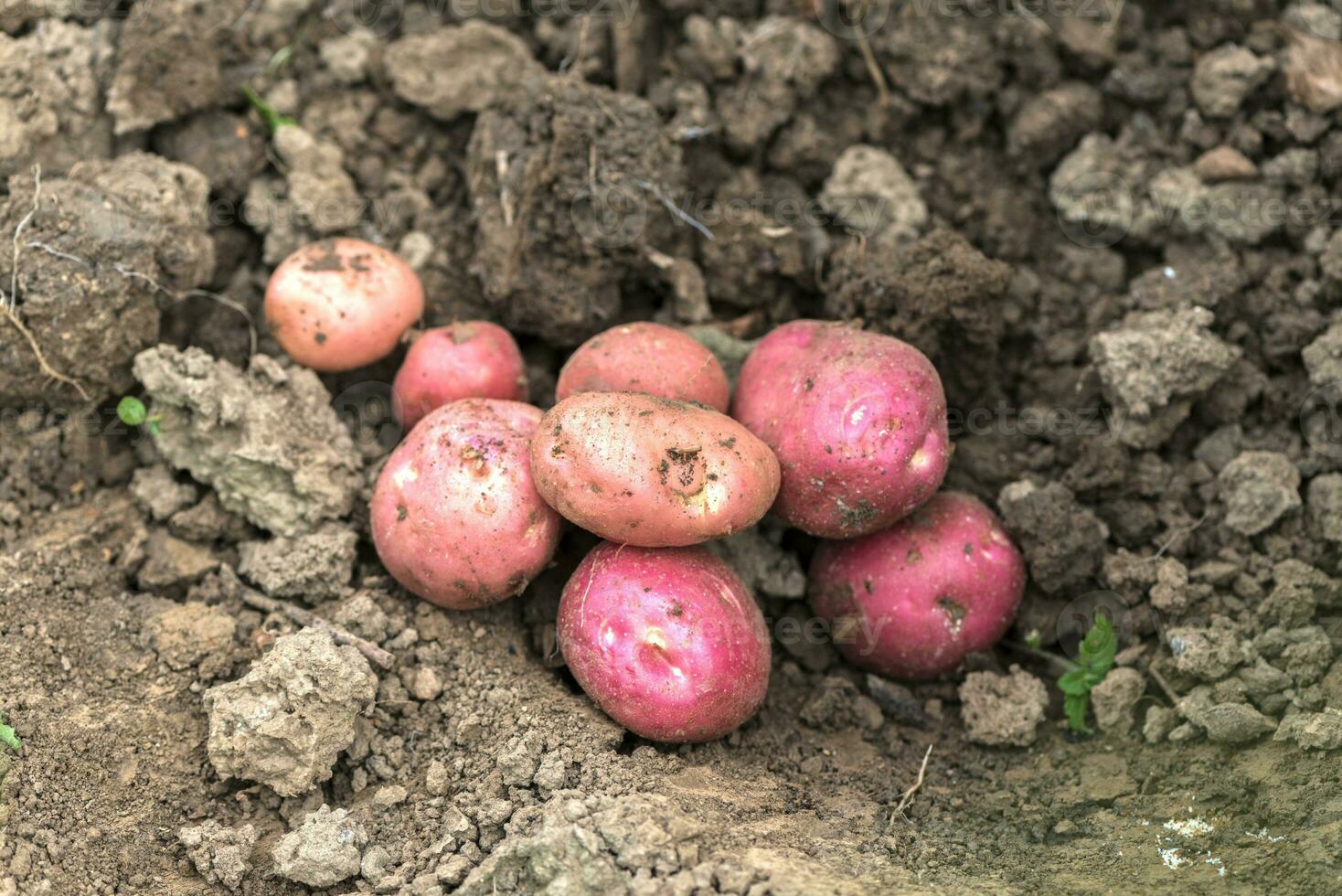 rå röd potatis foto