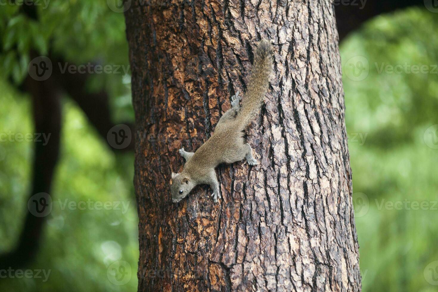 grå ekorre klättrande ner en träd foto