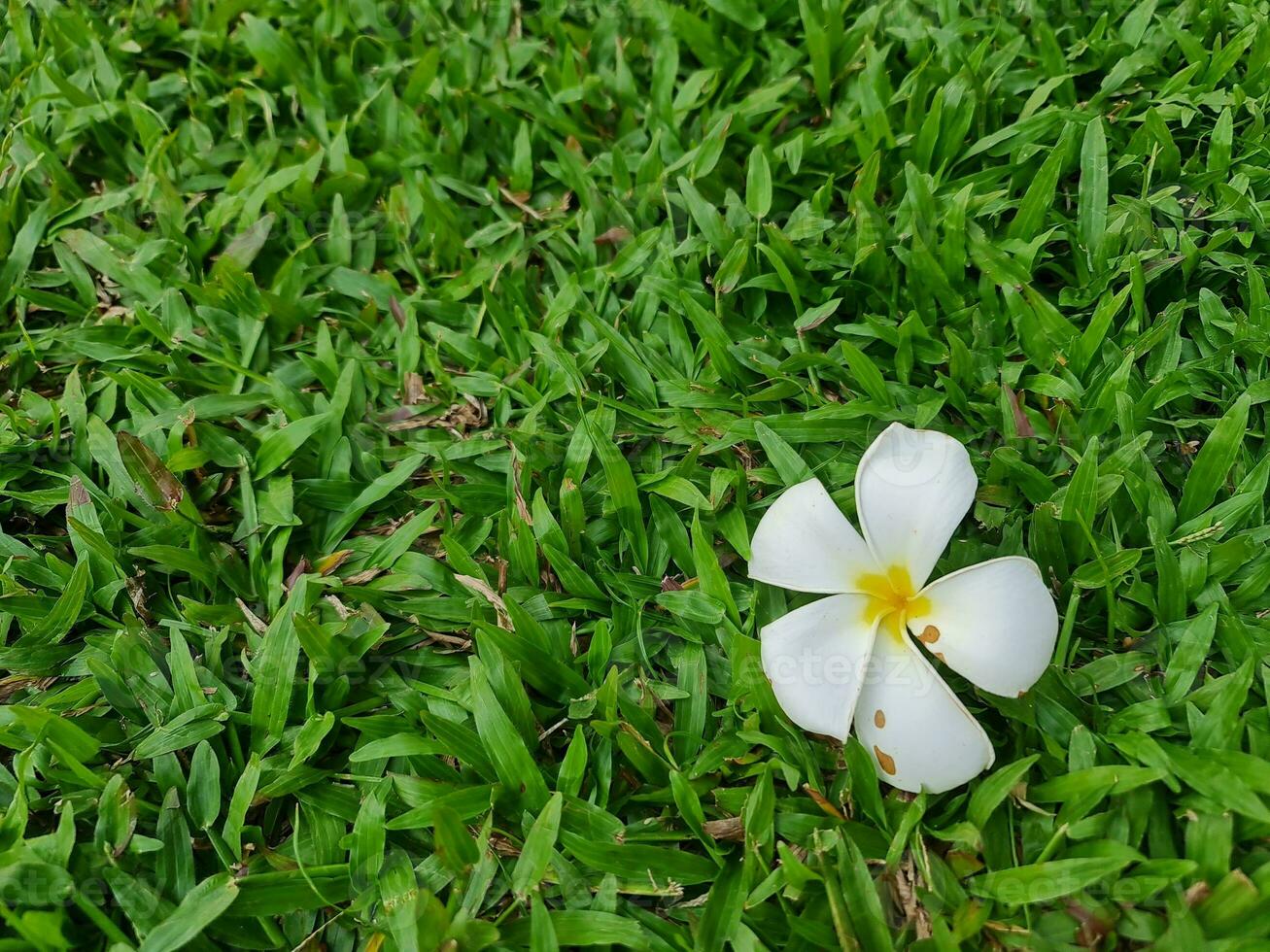 vit blomma blomma på gräs fält foto