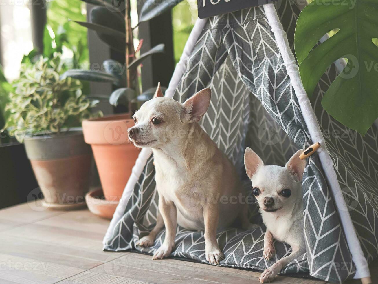 två annorlunda storlek chihuahua hundar Sammanträde i grå teepee tält med tom namn märka mellan hus växt pott i balkong. foto