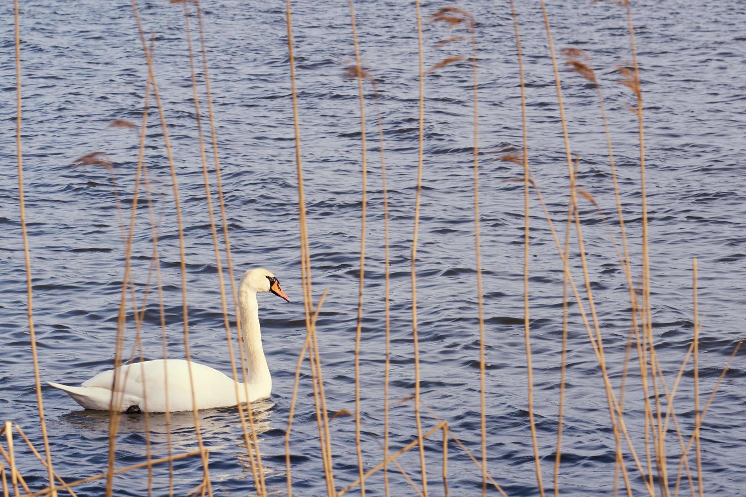 vit svan på Östersjön foto