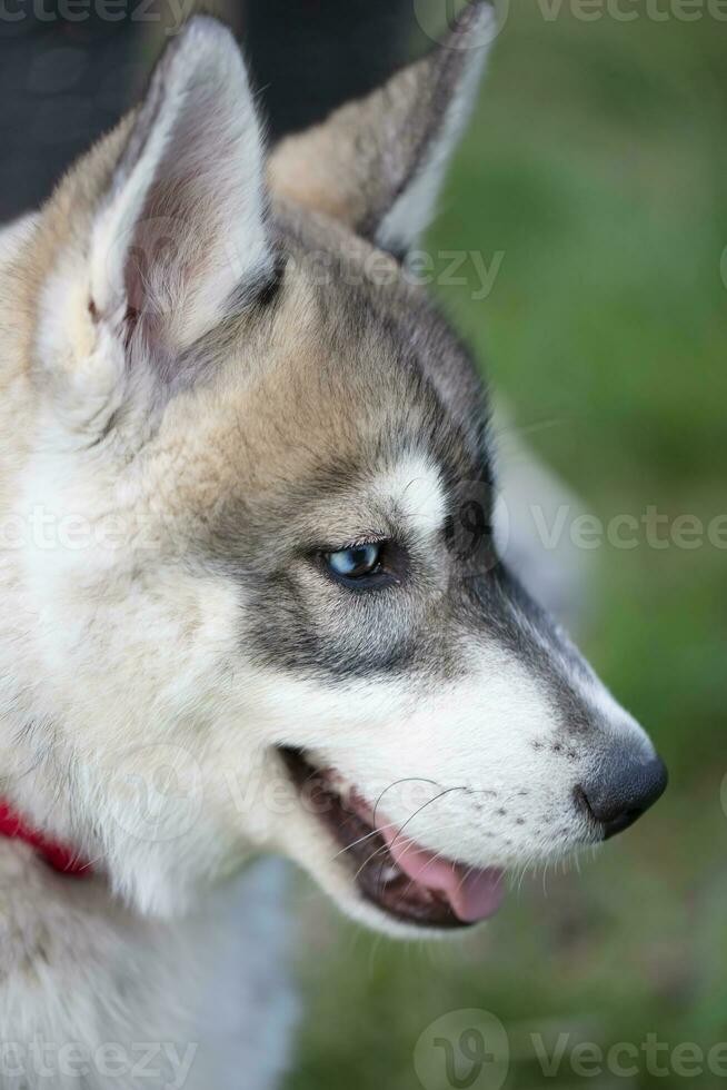 hes hund valp munkorg upprätt. fluffig stor valp. foto