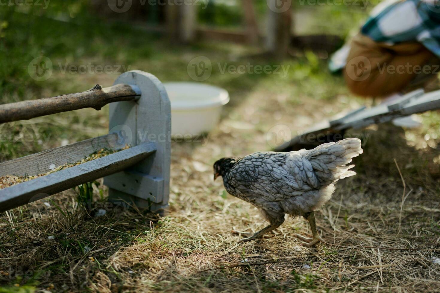ung friska kycklingar gå från matare på de bruka organisk gräs och majs utfodra för bättre hälsa i natur foto