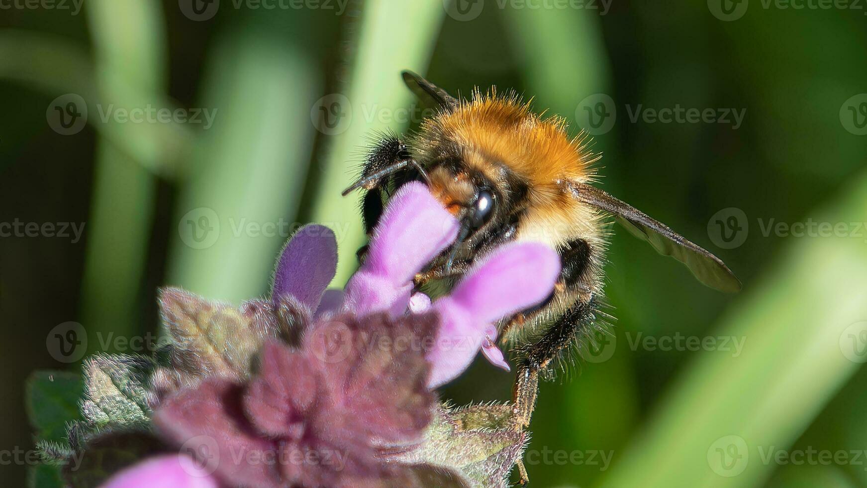 bi smuttar nektar från en vild blomma foto