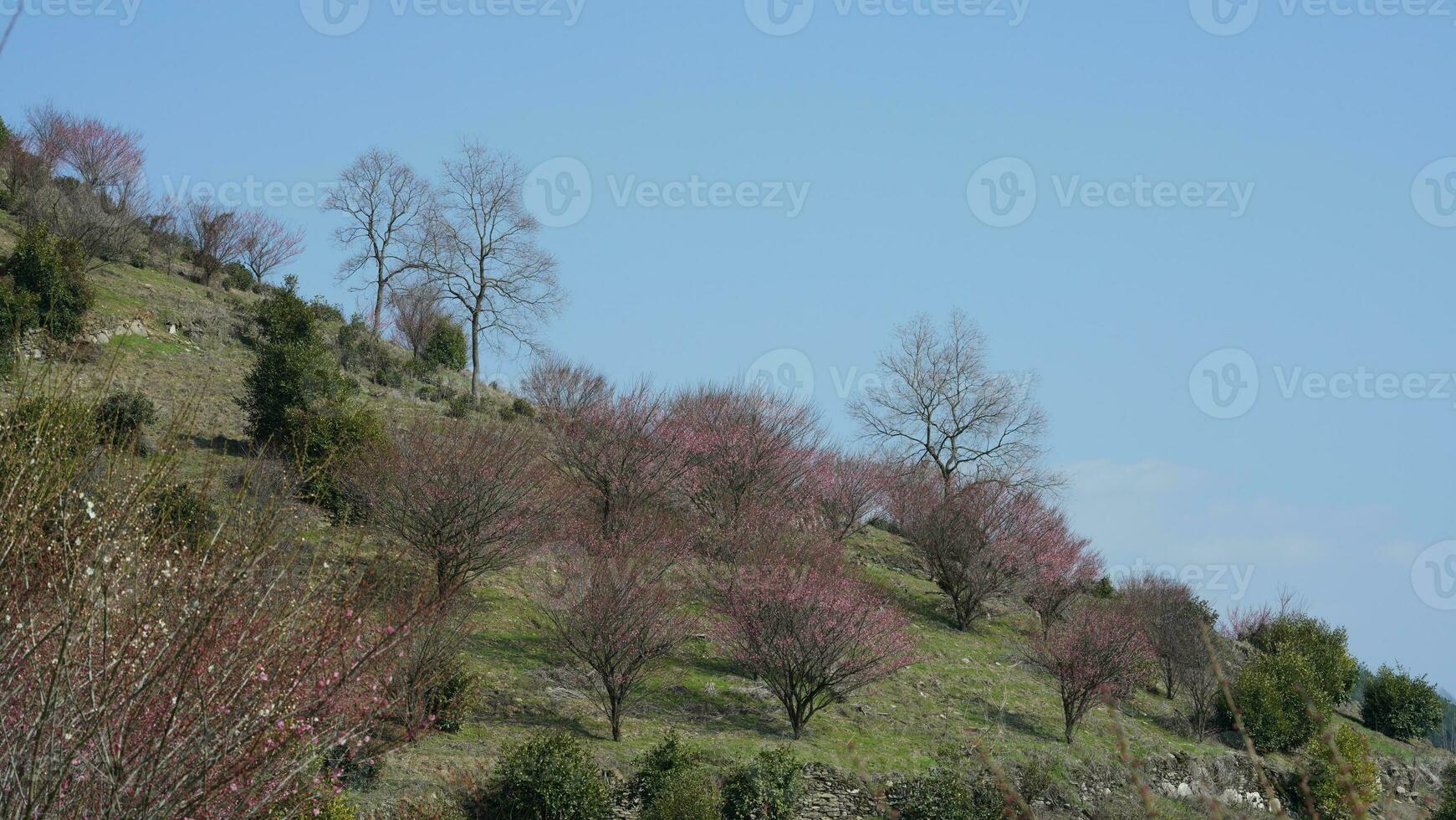 de skön bergen se med de rosa blommor blomning på de backe av de kulle i vår foto