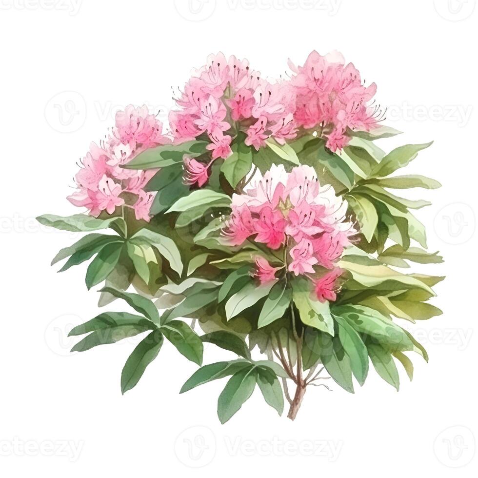 generativ ai innehåll, buske rhododendron ljus rosa kvist med blommor och löv vattenfärg hand dra illustration på en vit bakgrund. foto