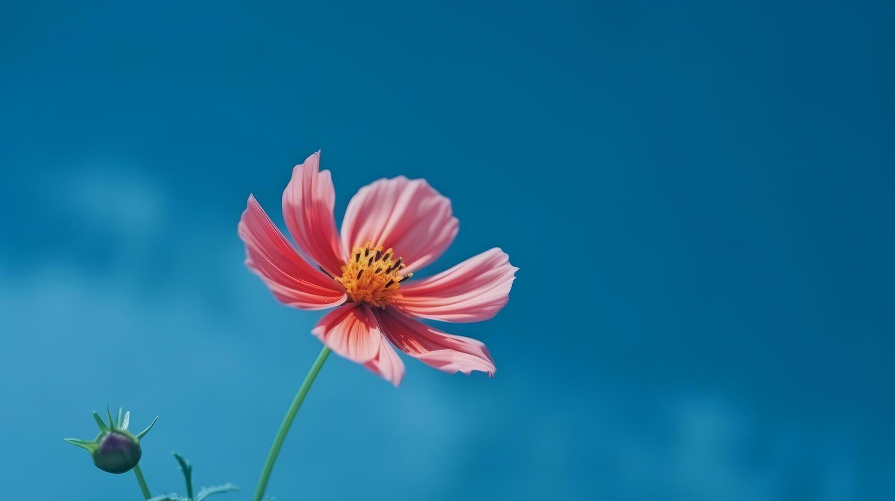 kosmos blomma över himmel bakgrund. illustration ai generativ foto