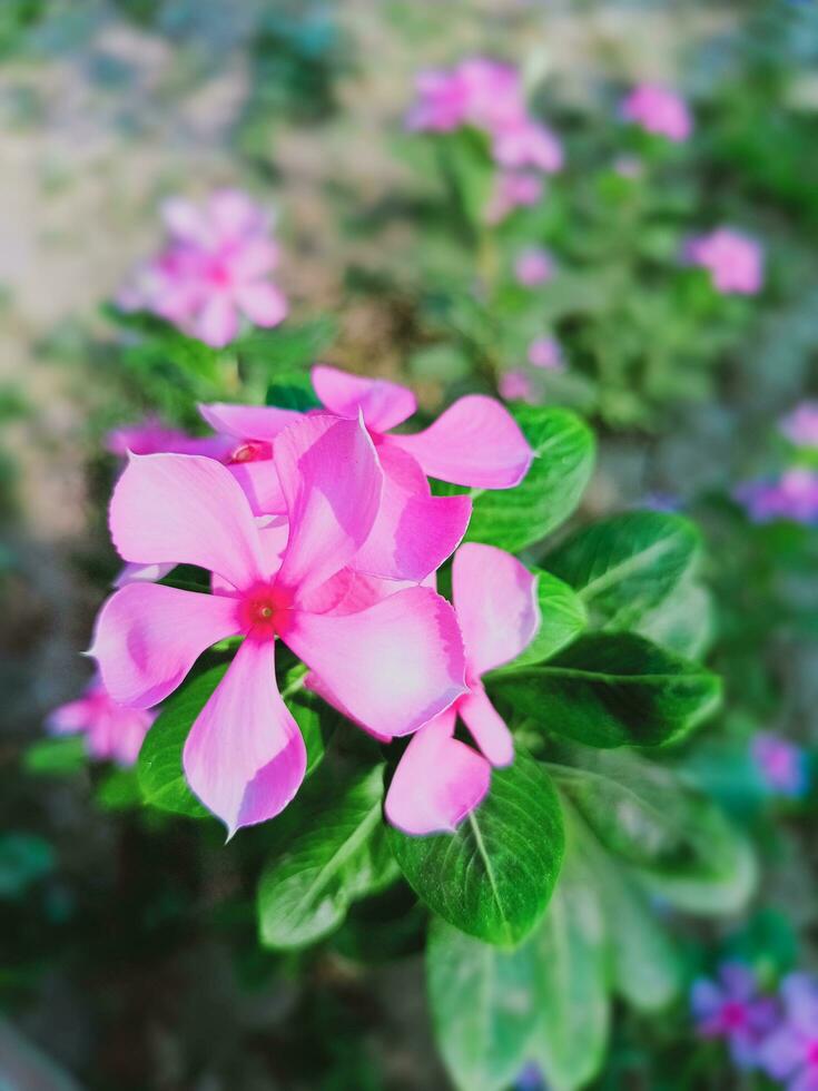 rosa tid blomma med natur foto
