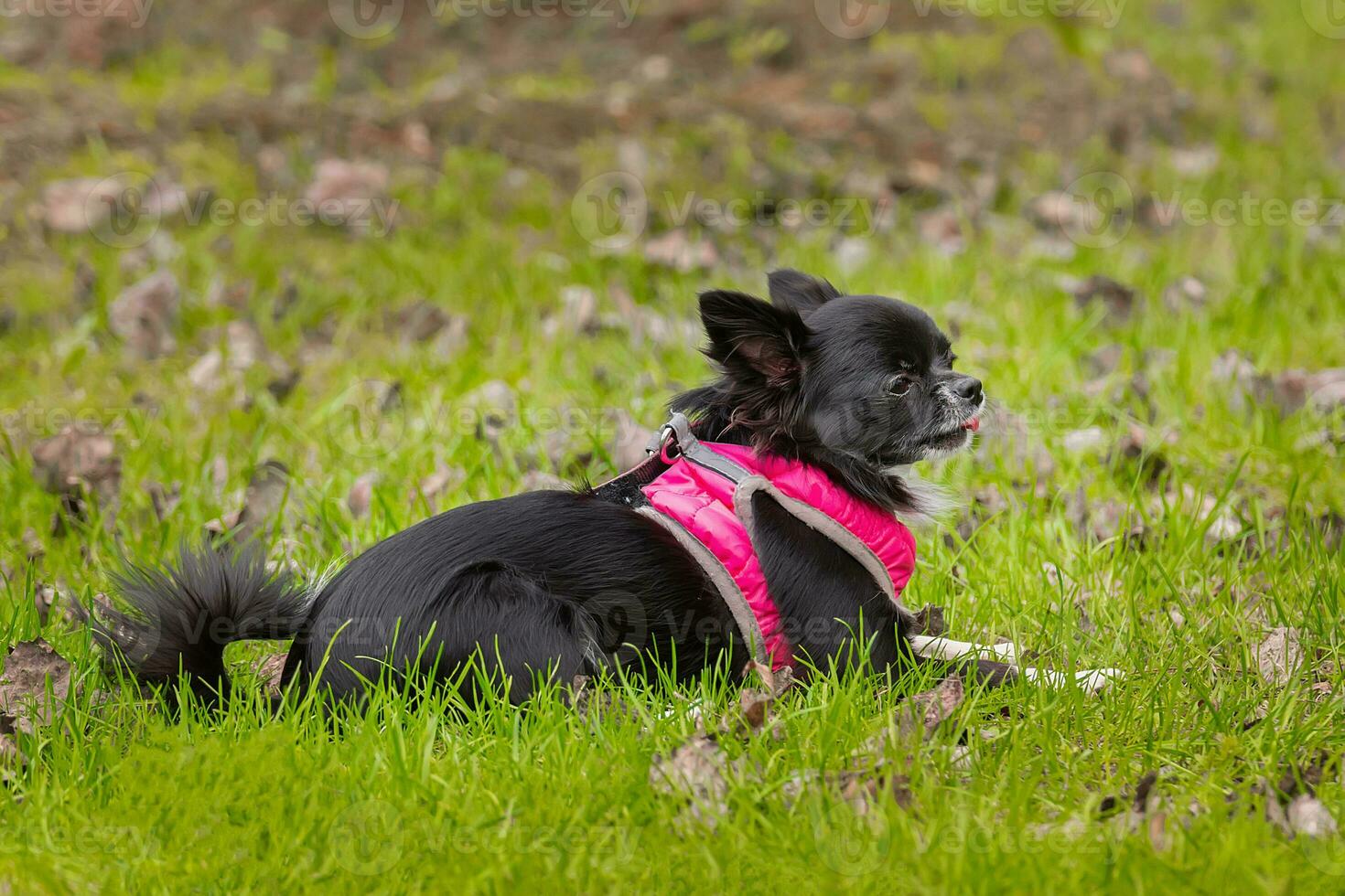 rolig liten chihuahua hund spelar på de gräs. foto