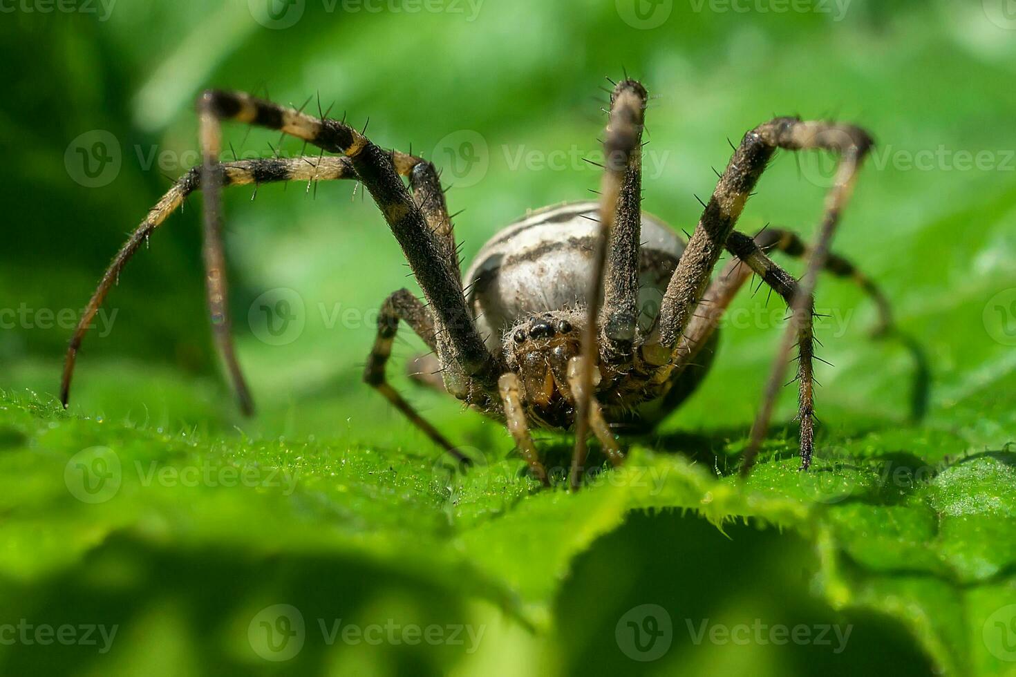 Spindel korsa i de vild, de livsmiljö av spindlar ,selektiv fokus, mjuk fokus foto
