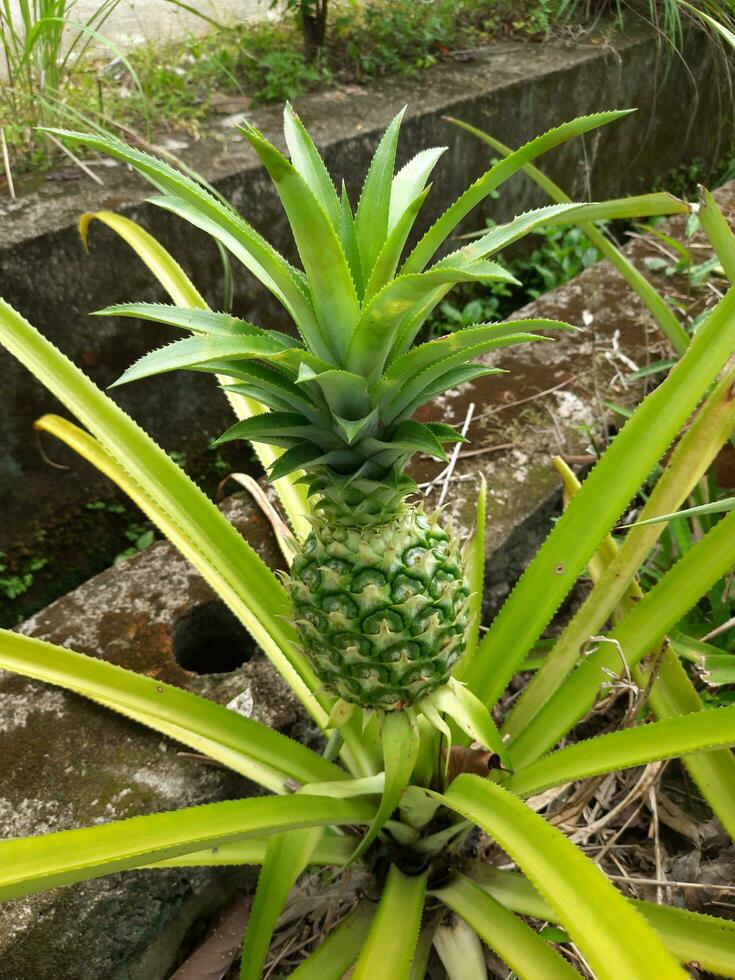 grön ung ananas i de Hem trädgård, utseende skön och färsk foto