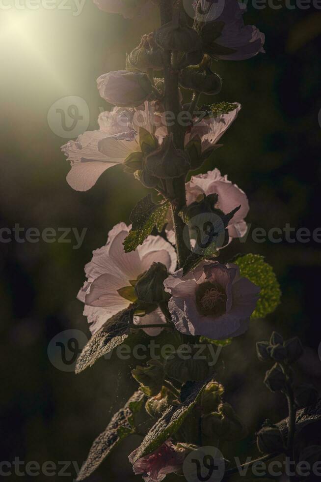 sommar malva blomma i de trädgård i de värma kväll Sol foto