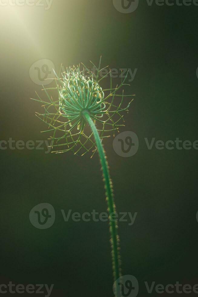 delikat vild vit äng blomma belyst förbi värma kväll sommar Sol på en lugna bakgrund foto