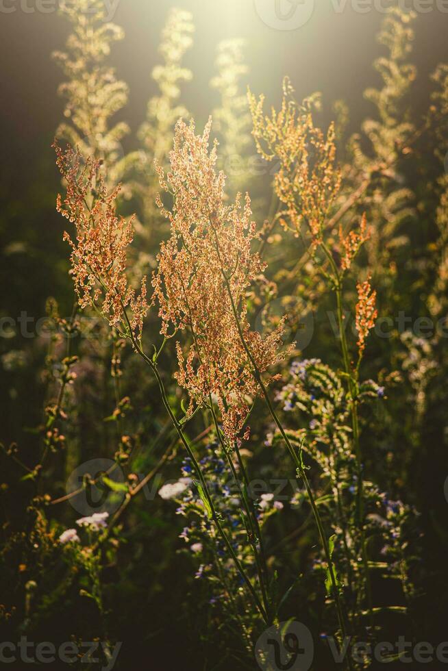 vild äng växt upplyst förbi de värma strålar av de sommar kväll Sol foto