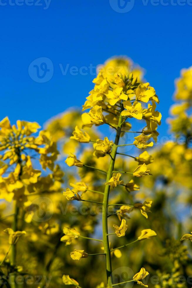 lugna minimalistisk gul vår våldta fält mot en blå molnfri idyllisk himmel foto