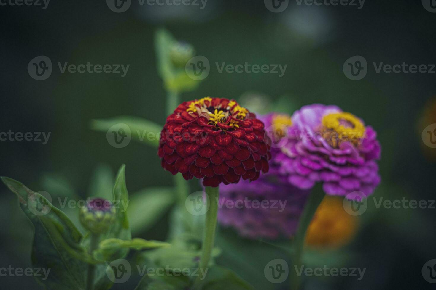 sommar gul-vinröd blomma bland grön löv i de trädgård foto