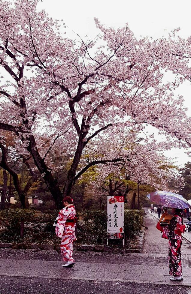 Kyoto, japan på april 8, 2019. människor är gående medan använder sig av paraplyer eftersom den är regnar. foto