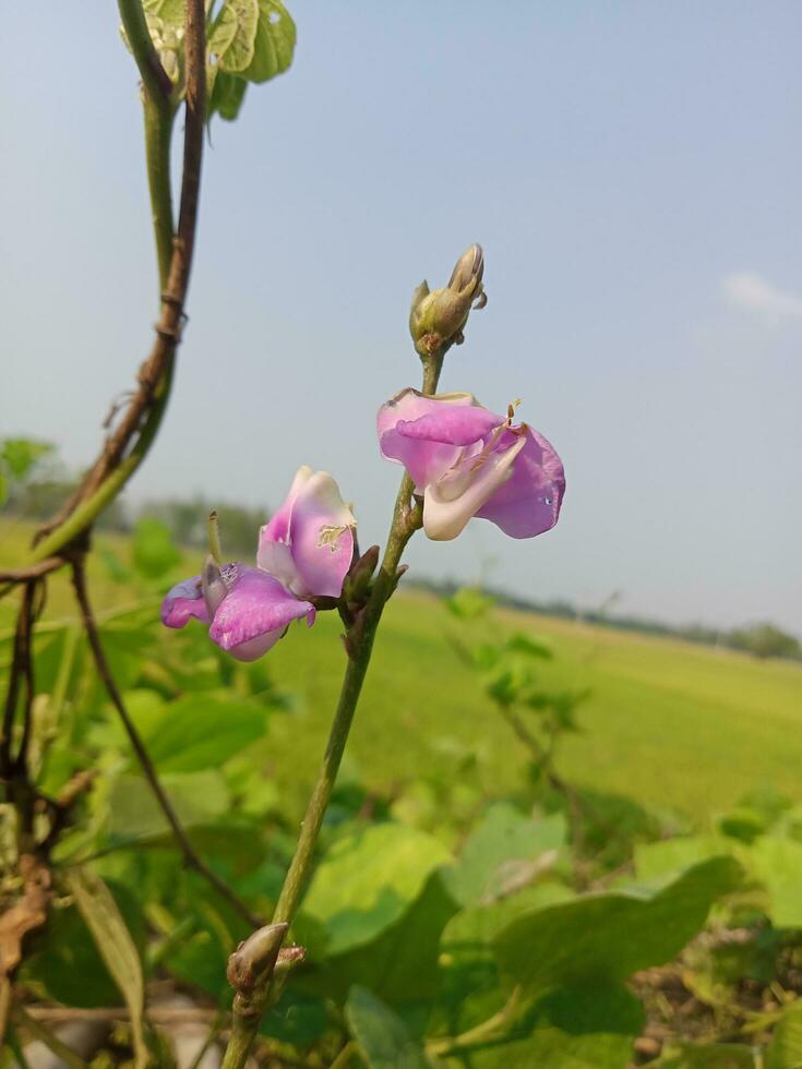 hyacint böna, skönhet blomma, skönhet natur foto