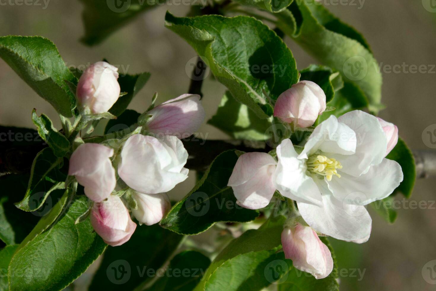 rosa och vit äpple blomma blommor på träd i springtime foto