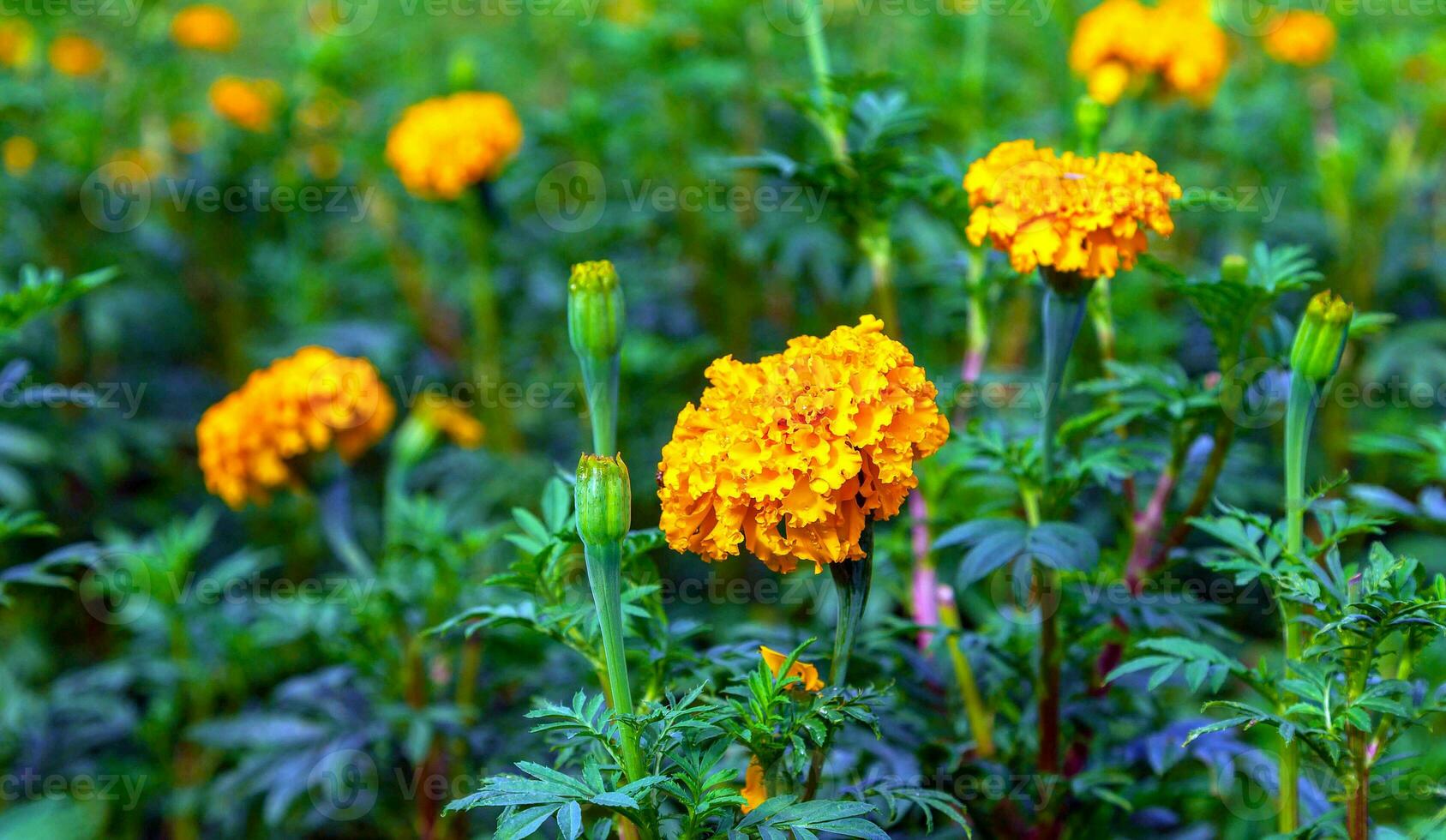 ringblomma blommor i en fält på en dag utan de Sol jordbruks fält med blomning gul ringblommor i de landsbygden foto