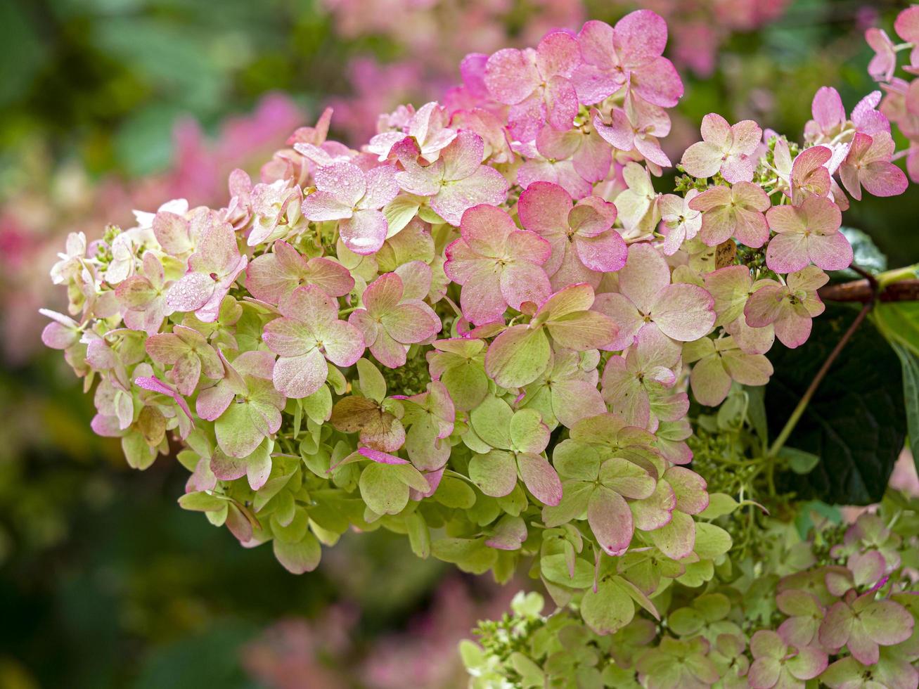 närbild av de rosa blommorna av hortensia paniculata foto