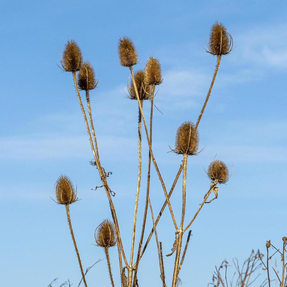 höga teasels på vintern med en blå himmel foto