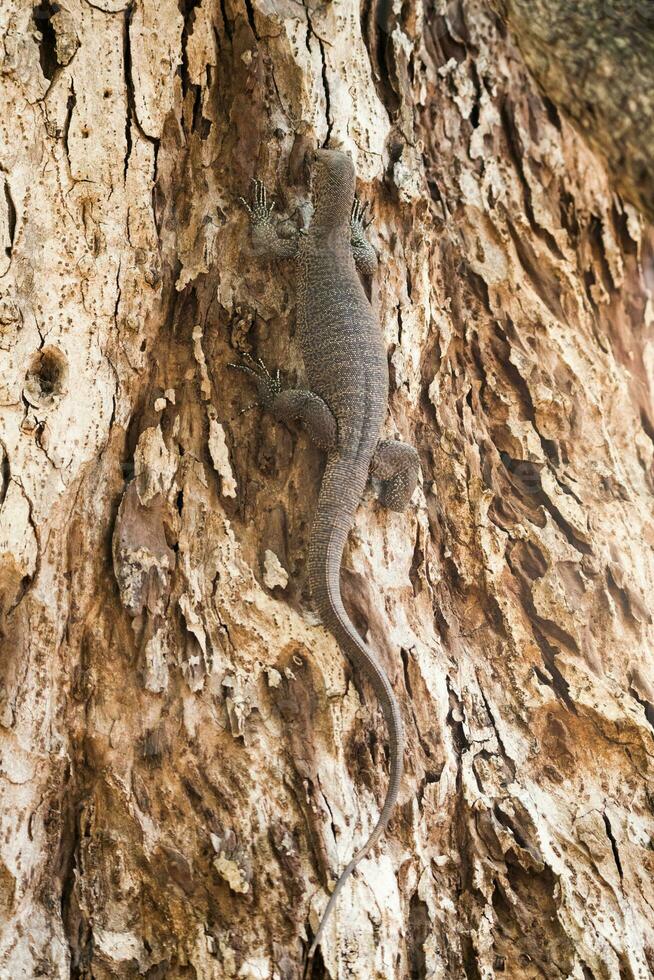 bengal övervaka eller allmänning indisk övervaka reptil foto