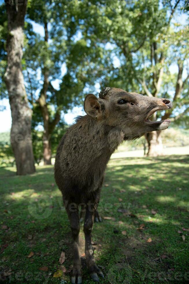 rådjur i de trän i de parkera av japan foto