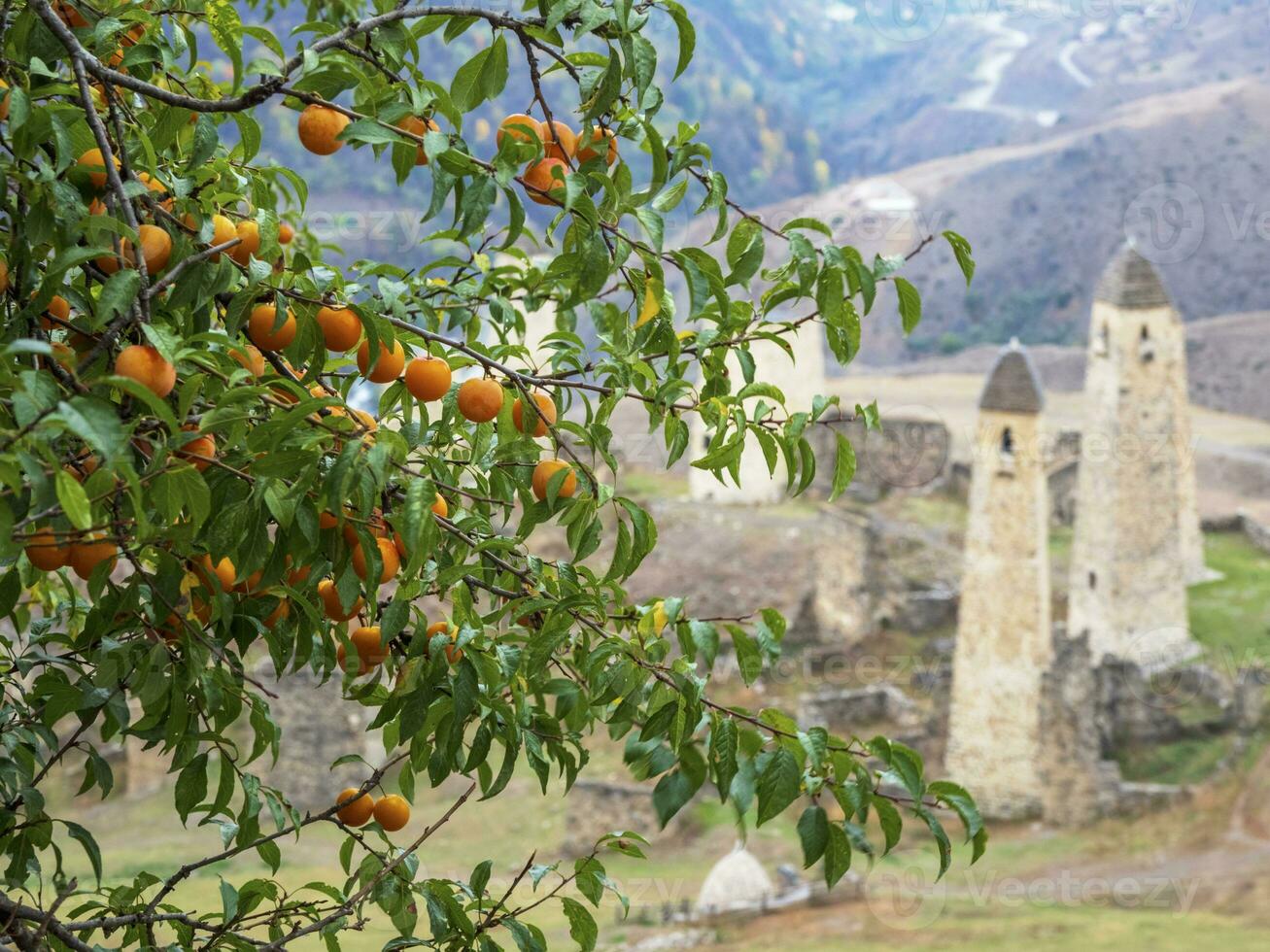 mogen saftig grenar med körsbär plommon. berg trädgård. körsbär plommon träd på de bakgrund av ett gammal slott torn komplex i ingushetia. foto