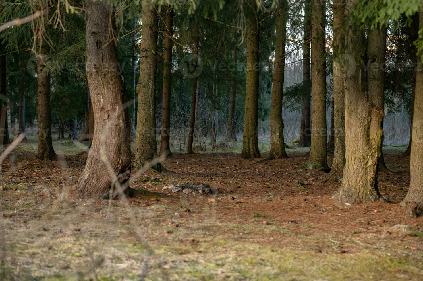 landskap fotografi från mörk skog, liptov, Slovakien, 14.04.2023 foto