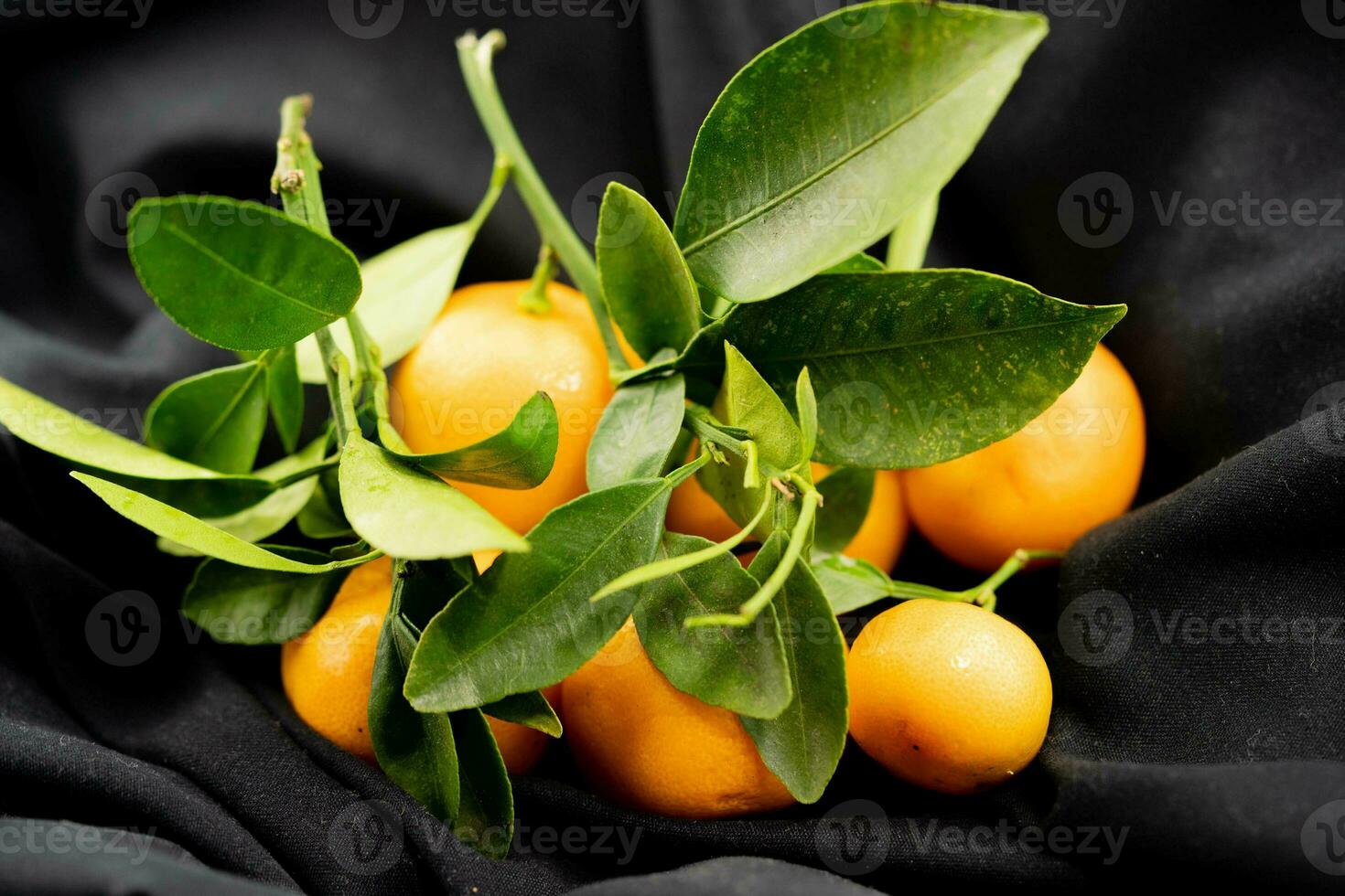 de calamondin orange nitro fortunella makrocarpa är en hybrid av mandarin ett cumquat foto