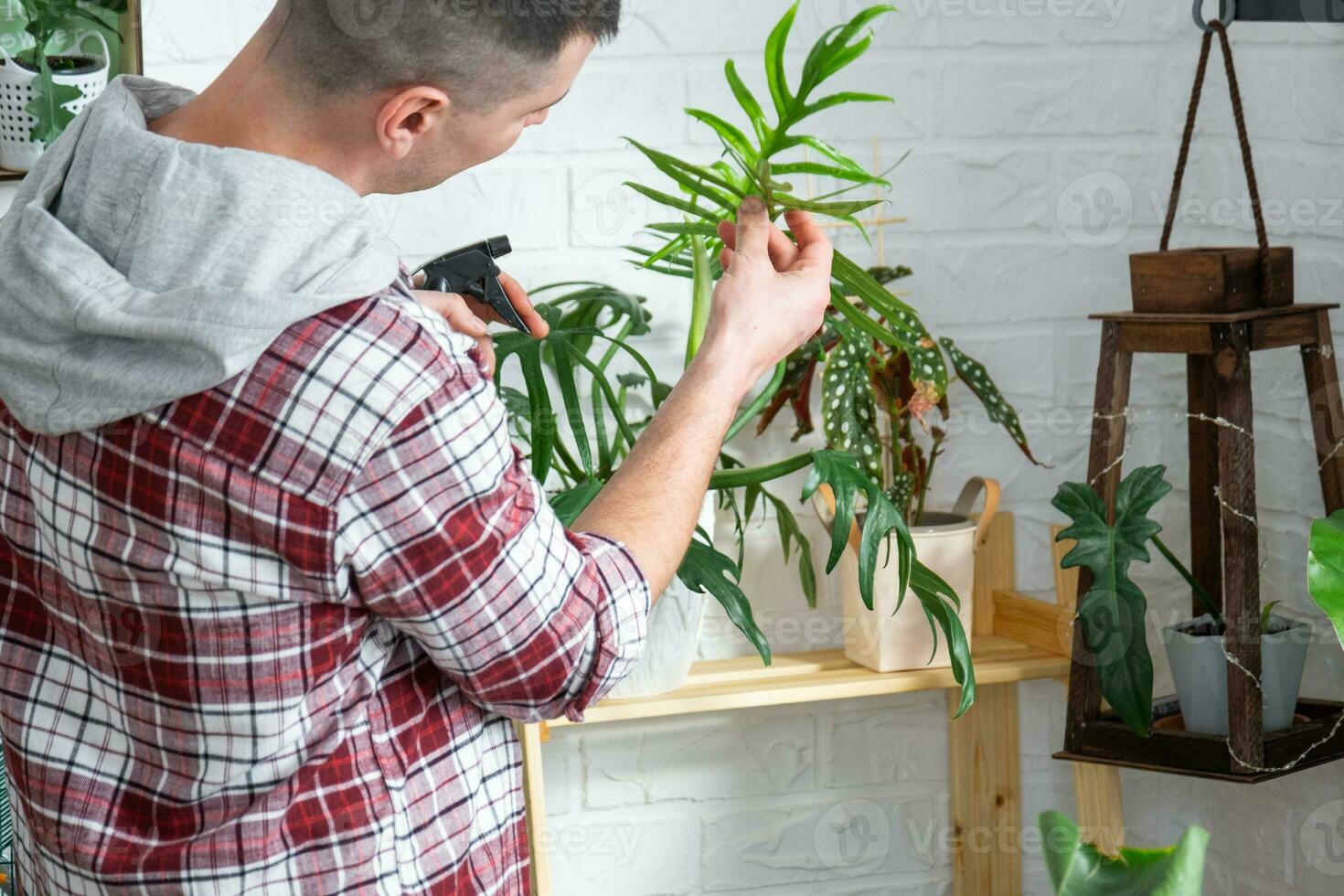 man växt uppfödare undersöker och beundrar Hem växter i en pott, Sök för skadedjur, vård, vattning, gödselmedel, behandlar från skadedjur. Hem beskära produktion foto