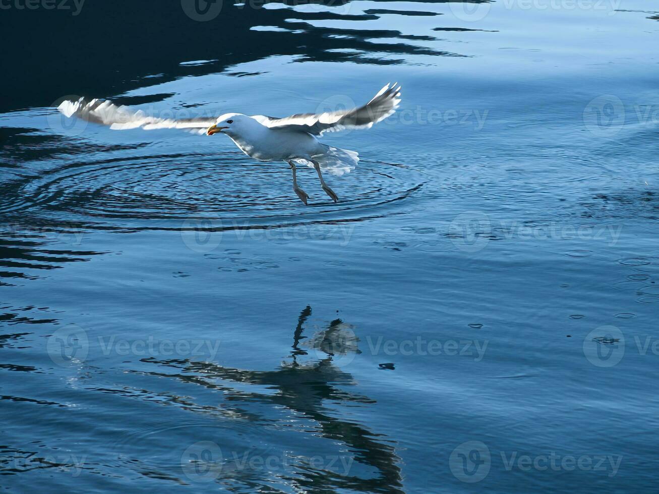 seagulls tar av i de fjord. vatten droppar stänk i dynamisk rörelse av hav fågel. foto