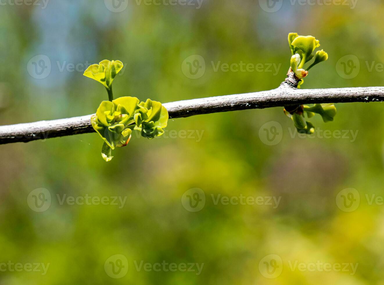 färsk ljus grön löv av gingko biloba l pendel på grenar i tidigt vår. grenar av en gingko träd i de botanisk trädgård av de dnepr i ukraina. foto