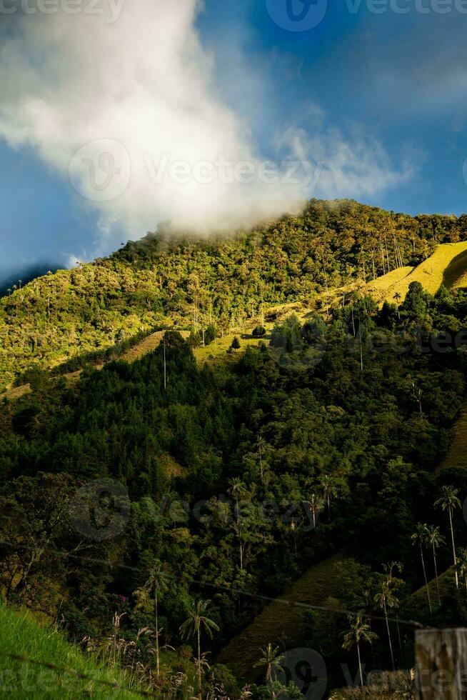 se av de skön moln skog och de quindio vax palmer på de cocora dal belägen i salento i de quindio område i colombia. foto