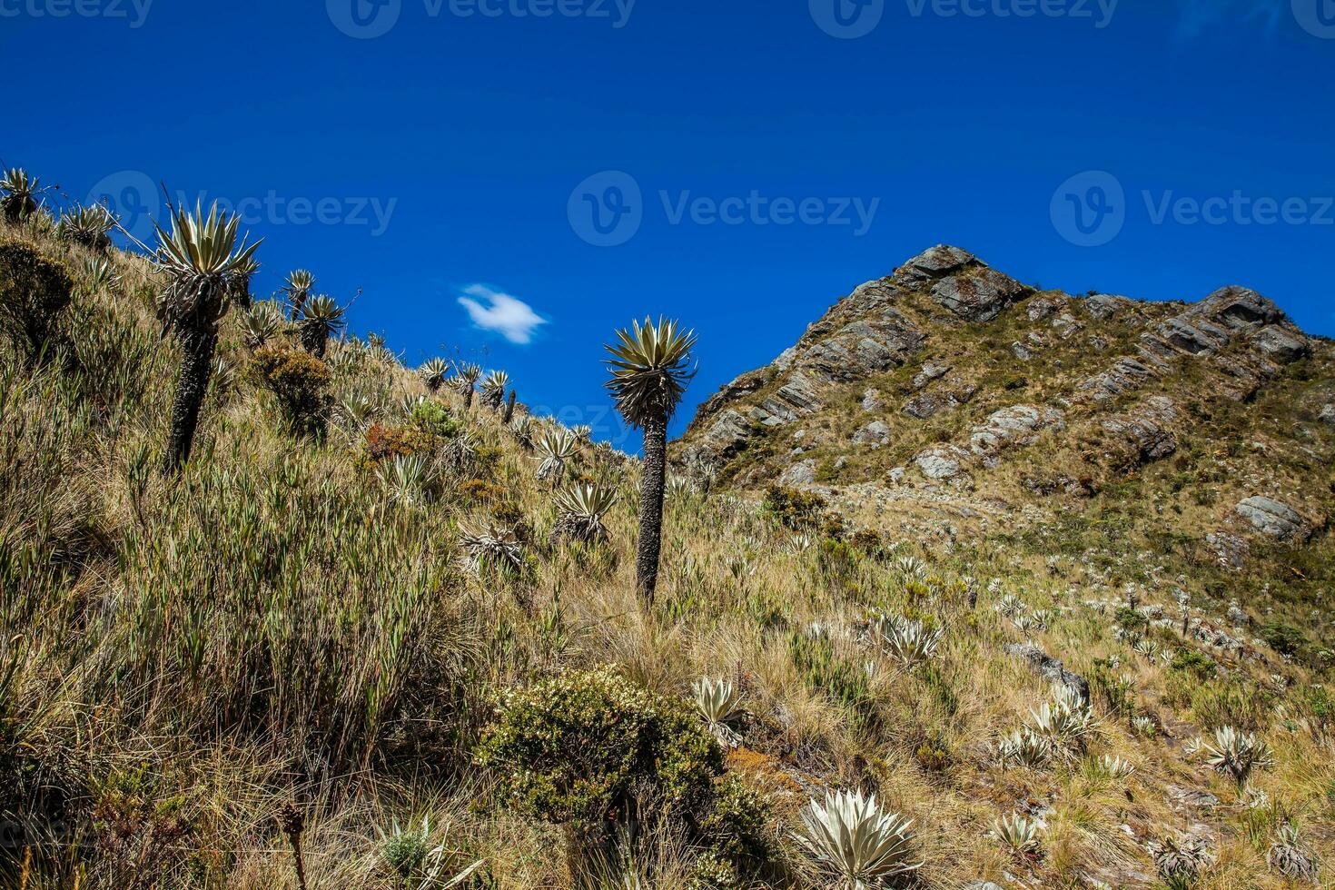 skön landskap av colombianska andean bergen som visar paramo typ vegetation i de avdelning av cundinamarca foto