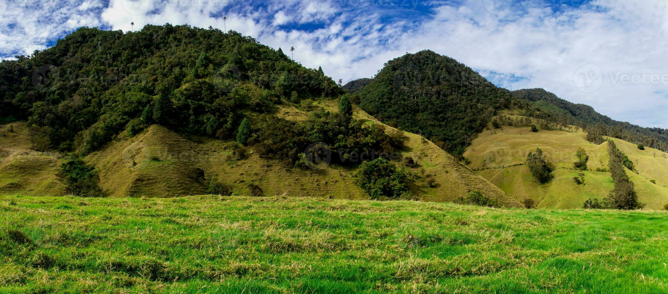 skön panorama- se av de cocora dal på de quindio område i colombia foto