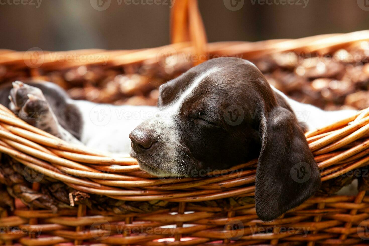 liten valp av de franska pekande hund ras sovande i en korg under de Sol foto