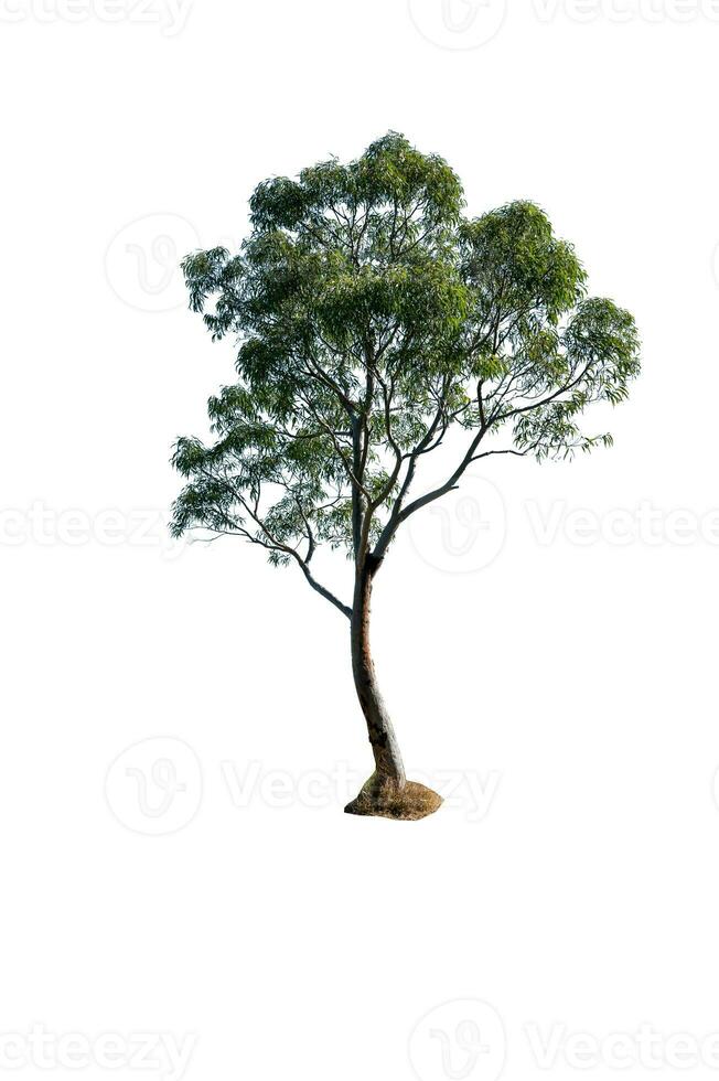 träd isolerat med vit bakgrund, ukalyptus träd Australien foto