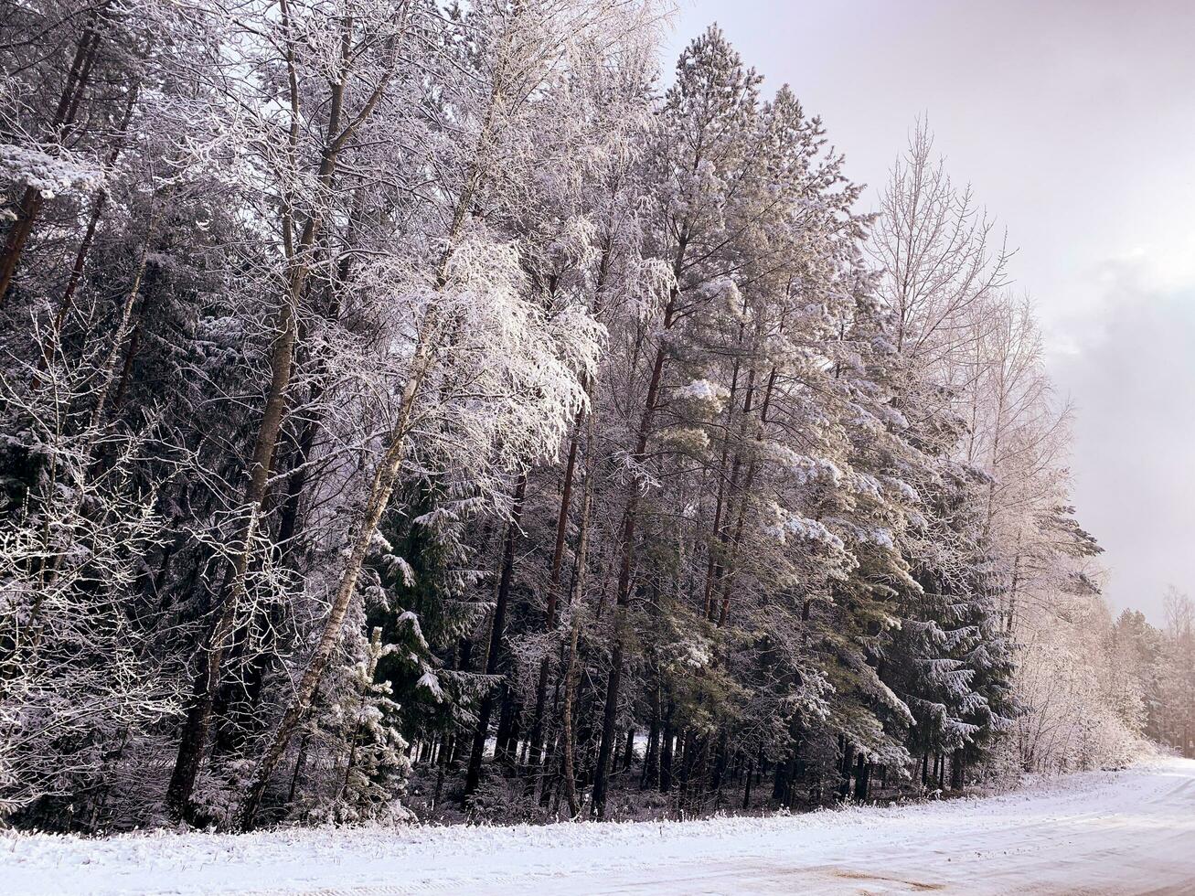 början av vinter. först snö på träd grenar längs väg. studio Foto