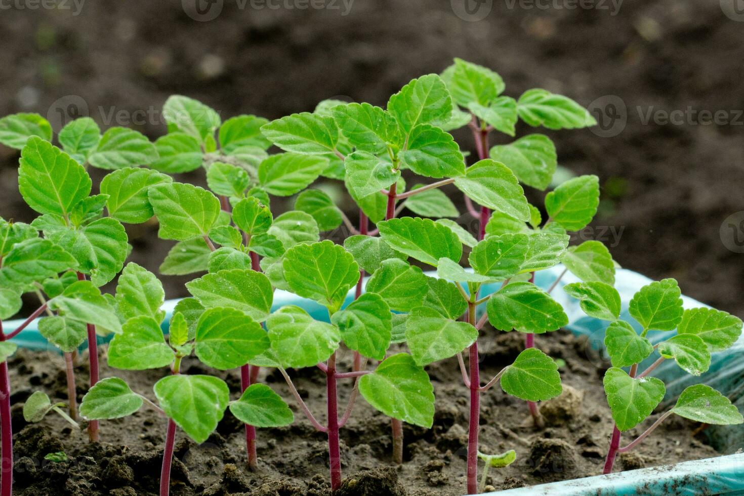 grön plantor i plast låda stänga upp, nytt groddar framställning för plantering in i jord på vår, säsongsbetonad arbete i trädgård och gård på sommar, bild för kalender, affisch foto