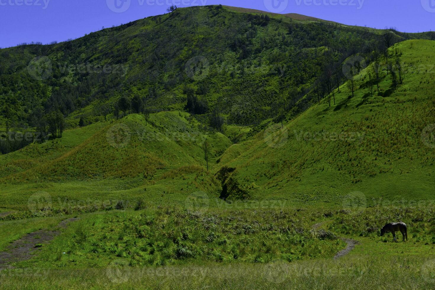 naturskön grön gräs fält se av rullande landsbygden grön bruka fält med häst foto