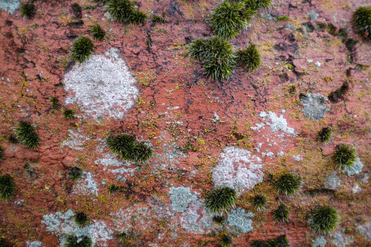 närbild av mossa på forntida keramik - lämplig som bakgrund eller tapet foto